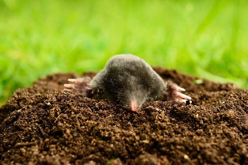 Raised Ridges And Volcano Mounds Point More Toward Moles