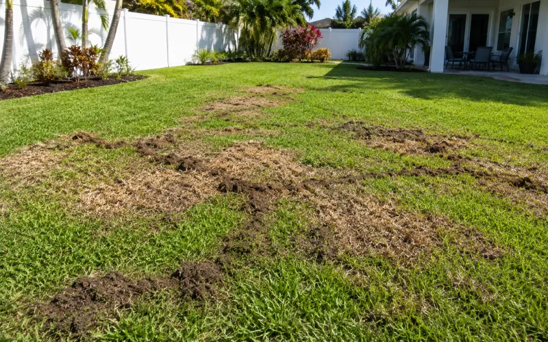 Raised Tunnels Can Point To Mole Crickets Below