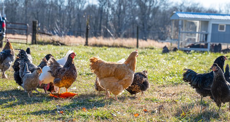Raising These Birds Alongside Chickens And Other Livestock