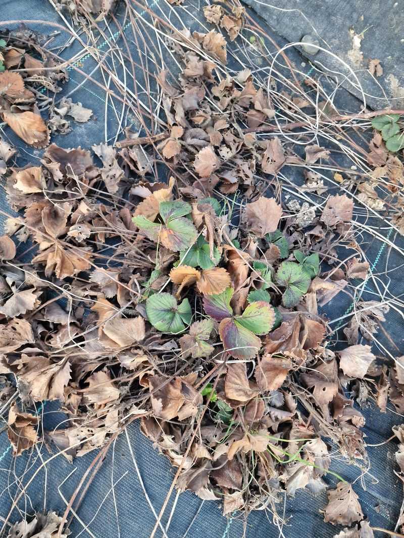 Rake Away Old Leaves And Debris Right Away Rake Away Old Leaves And Debris Right Away