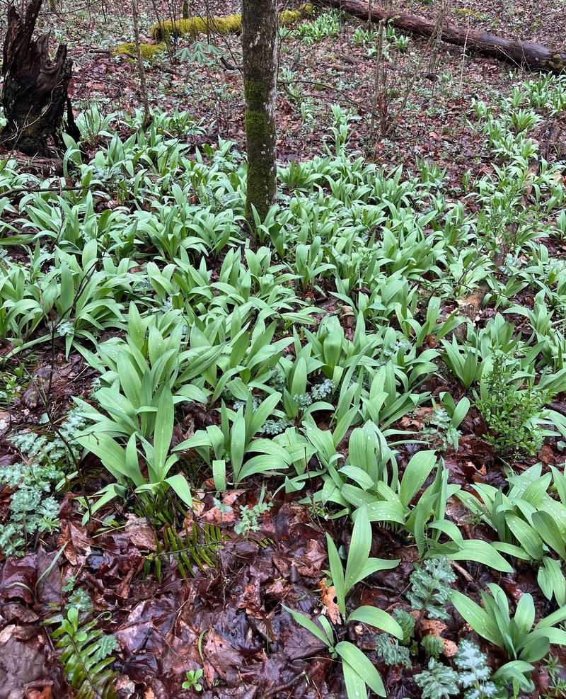 Ramps Need A Head Start Ramps Need A Head Start