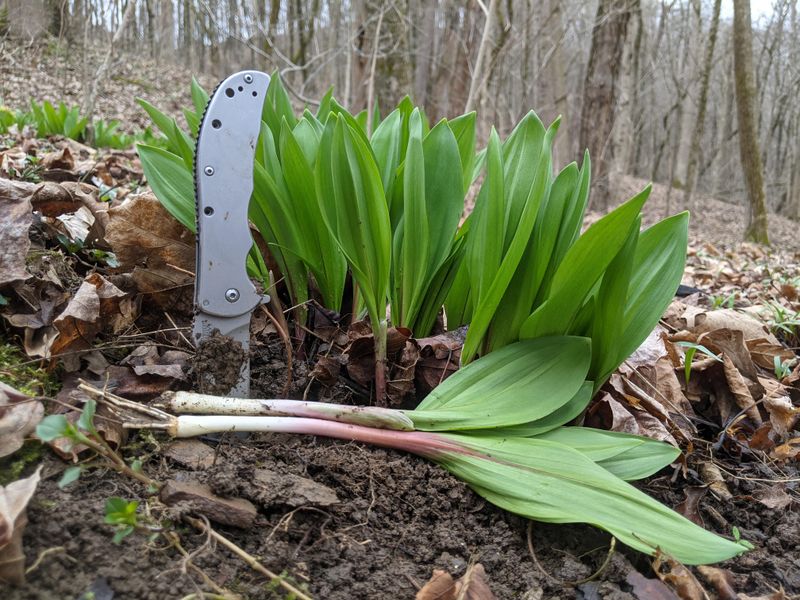 Ramps Take Years To Recover From Picking Ramps Take Years To Recover From Picking