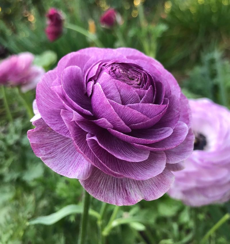 Ranunculus Brings Layers Of Color To Cooler Garden Beds
