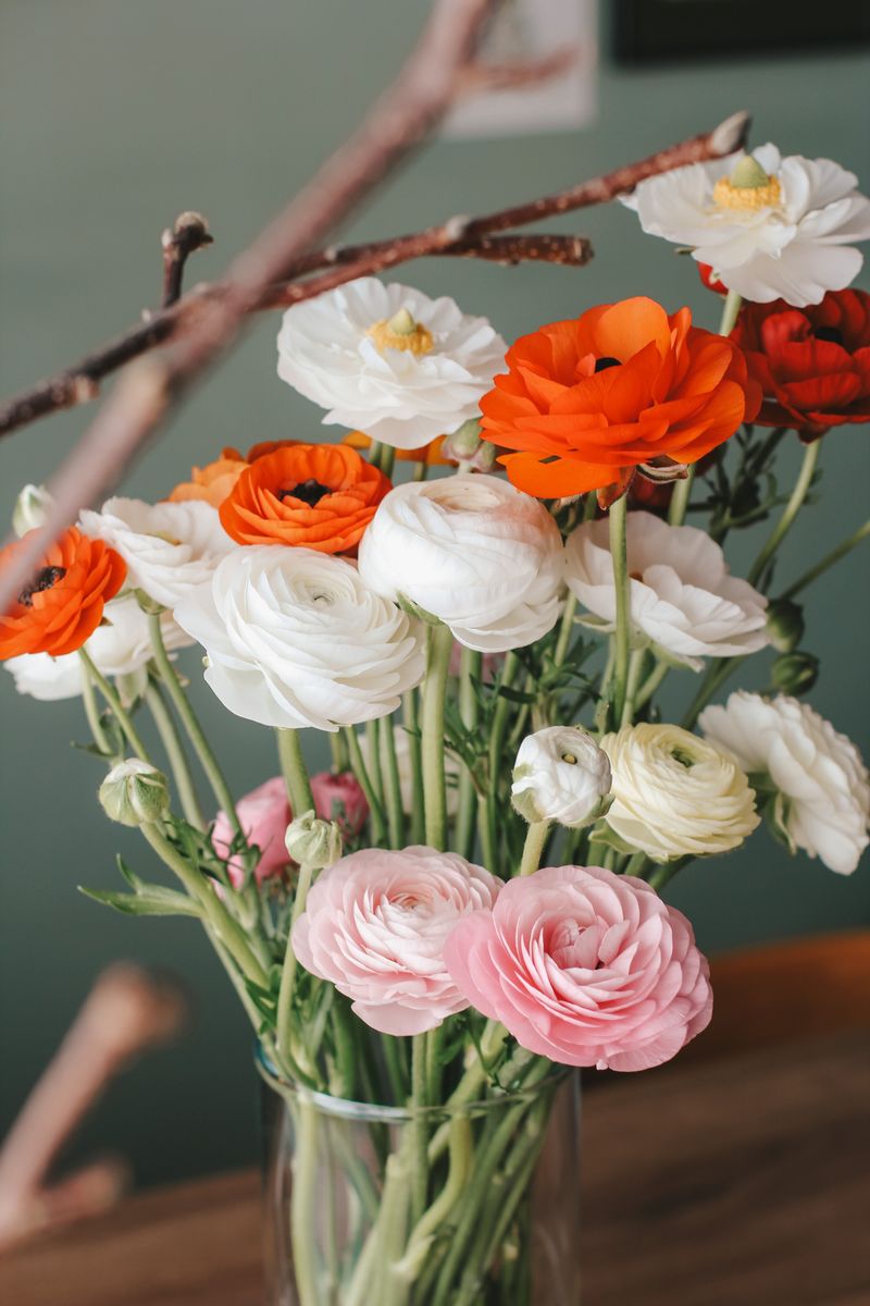 Ranunculus Ranunculus