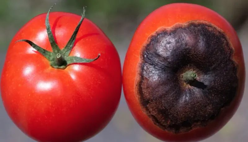 Rapid Fruit Growth Creates A Vulnerable Period