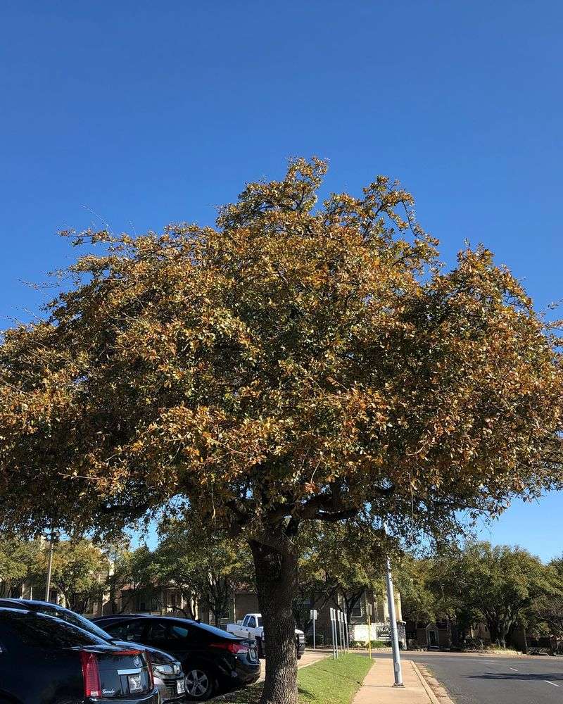 Rapid Leaf Drop Could Signal Oak Wilt