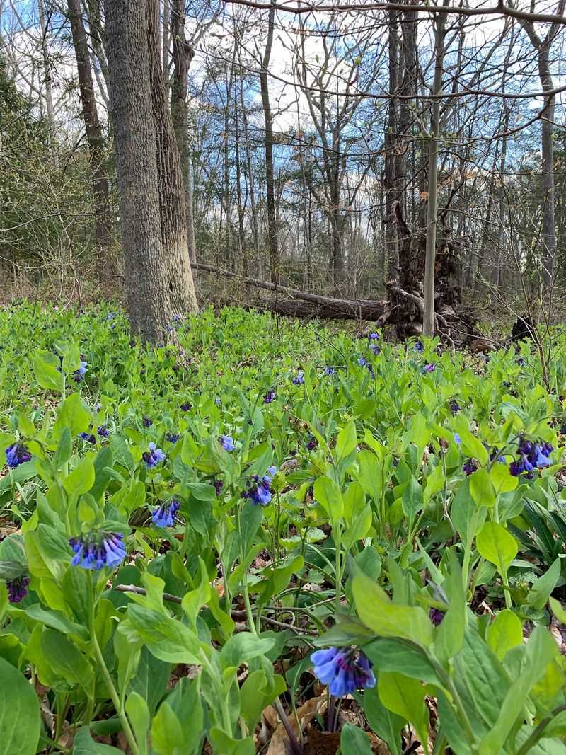 Rare Blue Flowers Wake Up Shady Spring Beds