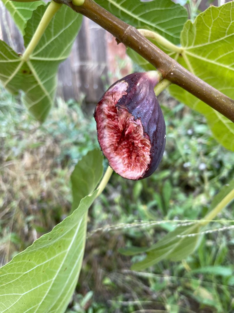 Rats Find Soft Ripe Figs Before You Do Rats Find Soft Ripe Figs Before You Do