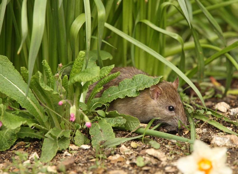 Rats Use Undisturbed Beds As Safe Travel Routes Rats Use Undisturbed Beds As Safe Travel Routes