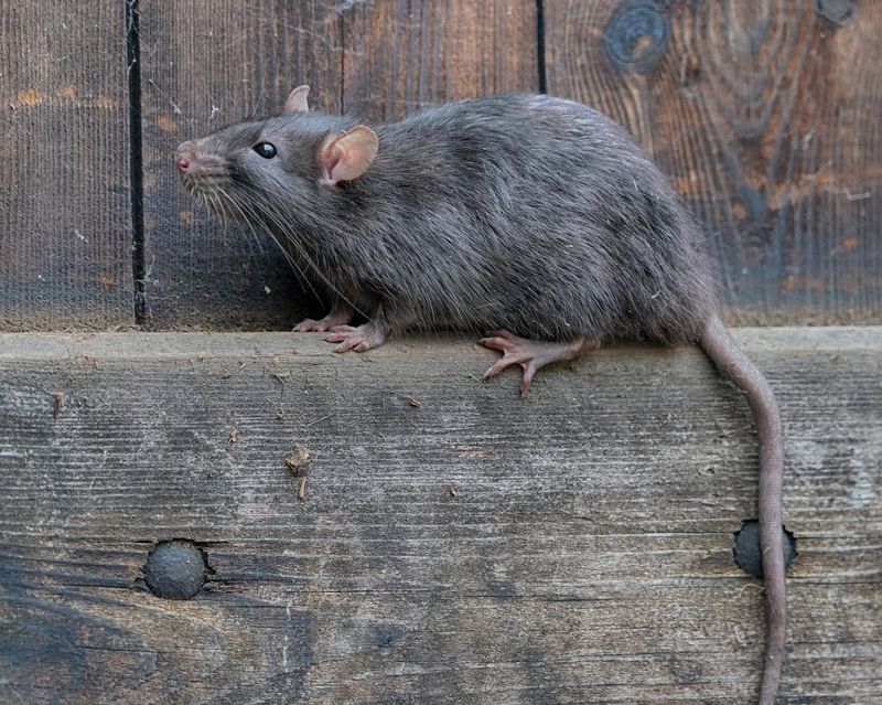 Rats Using Palms Like Backyard Highways Rats Using Palms Like Backyard Highways