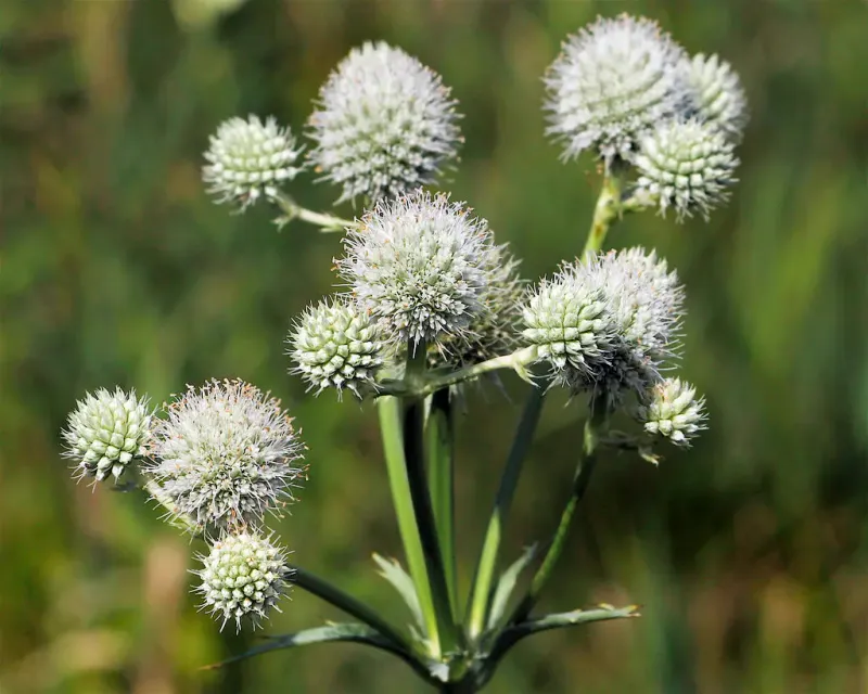 Rattlesnake Master Brings Tough Prairie Drama Rattlesnake Master Brings Tough Prairie Drama