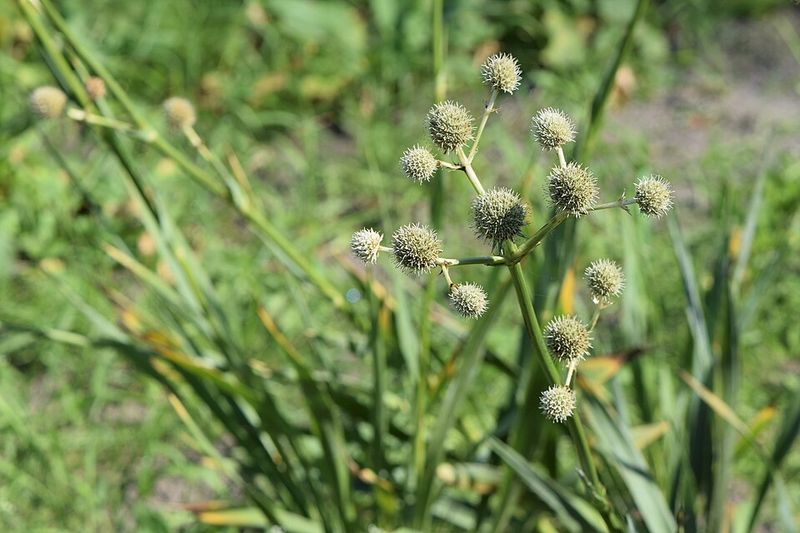 Rattlesnake Master Looks Right At Home In Hot Baked Soil Rattlesnake Master Looks Right At Home In Hot Baked Soil