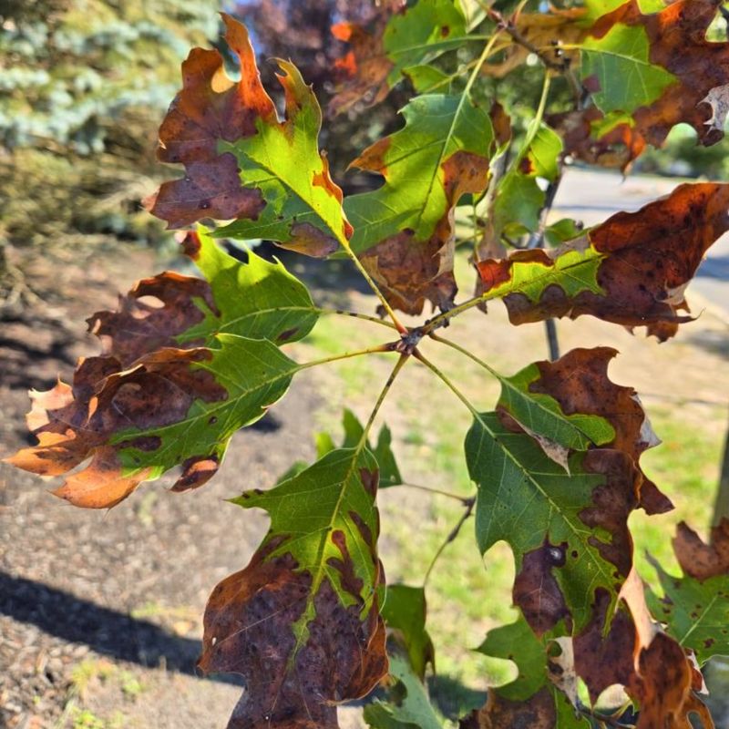 Read Brown Margins As Leaf Scorch Read Brown Margins As Leaf Scorch