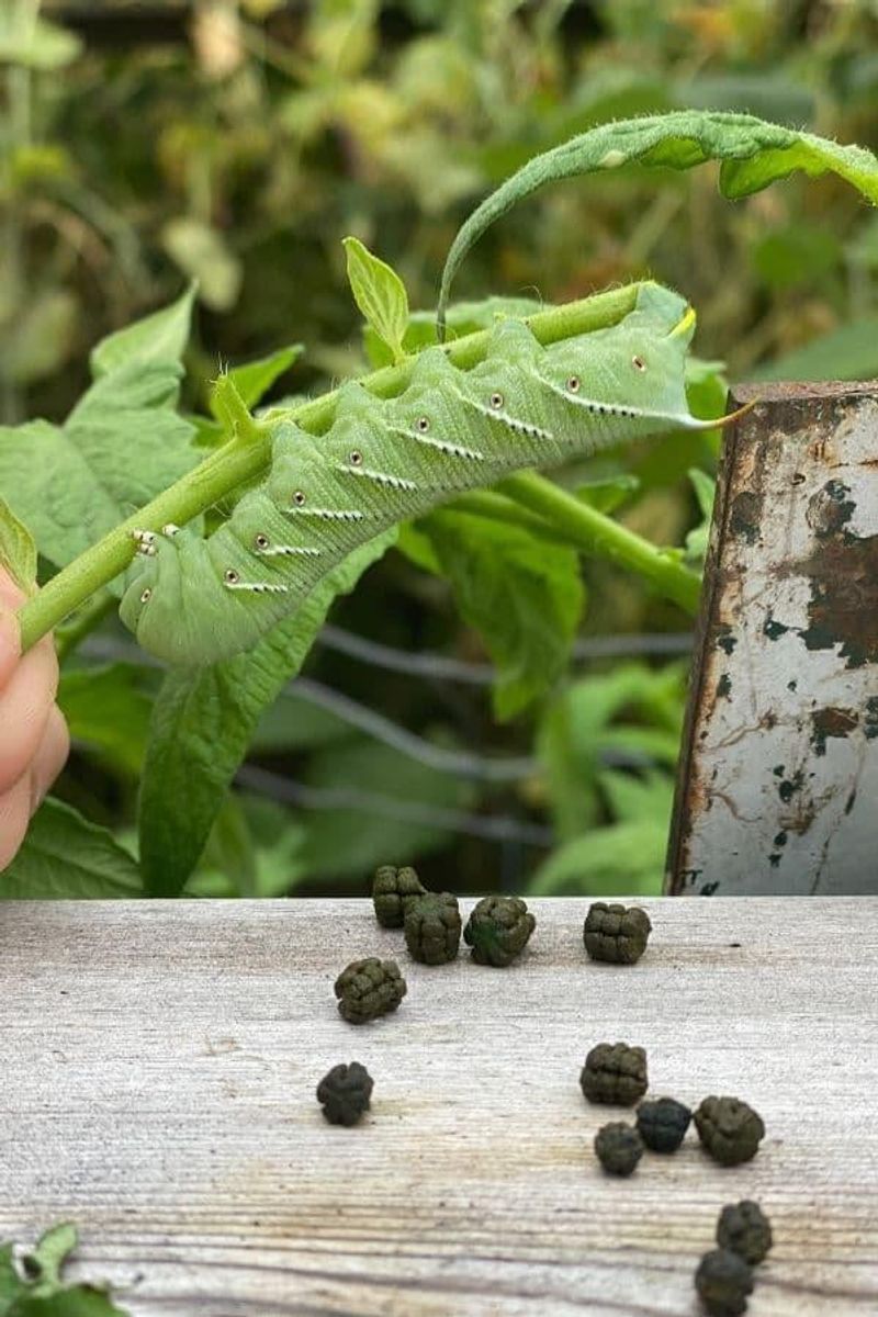 Read Dark Green Pellets As A Hornworm Clue Read Dark Green Pellets As A Hornworm Clue