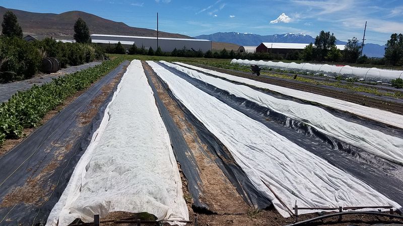 Read Frost and Pest Risks Correctly Read Frost and Pest Risks Correctly
