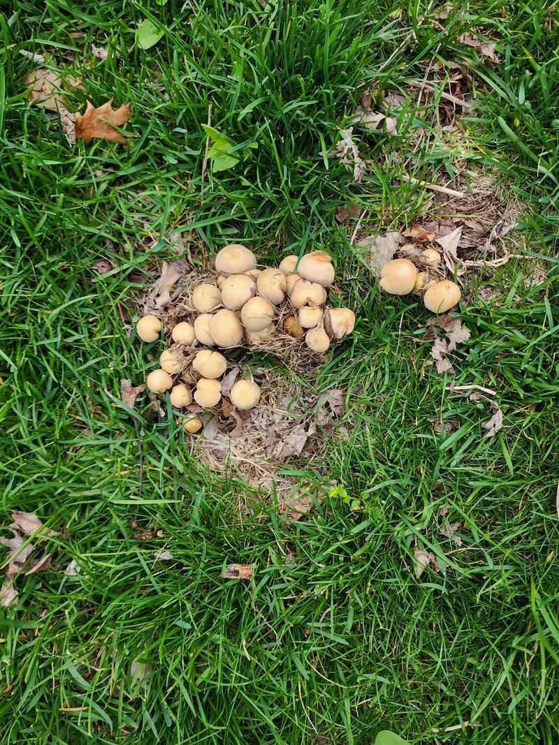 Read Mushrooms As A Moisture Signal Read Mushrooms As A Moisture Signal