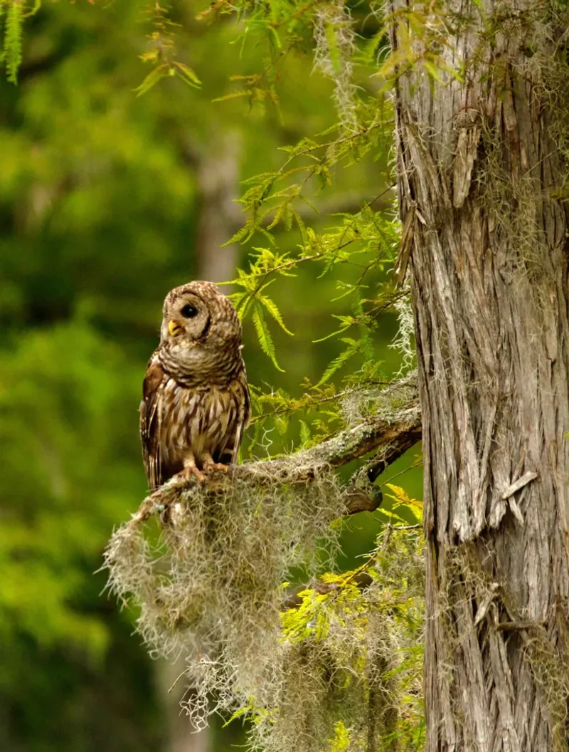 Read The Treeline As Part Of A Larger Habitat Read The Treeline As Part Of A Larger Habitat