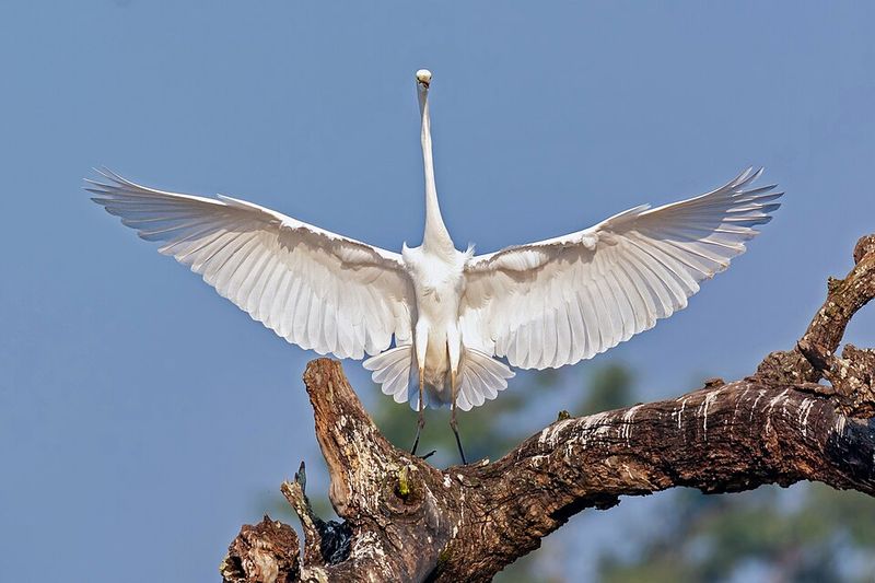 Read The Visit As A Sign Of Easy Hunting