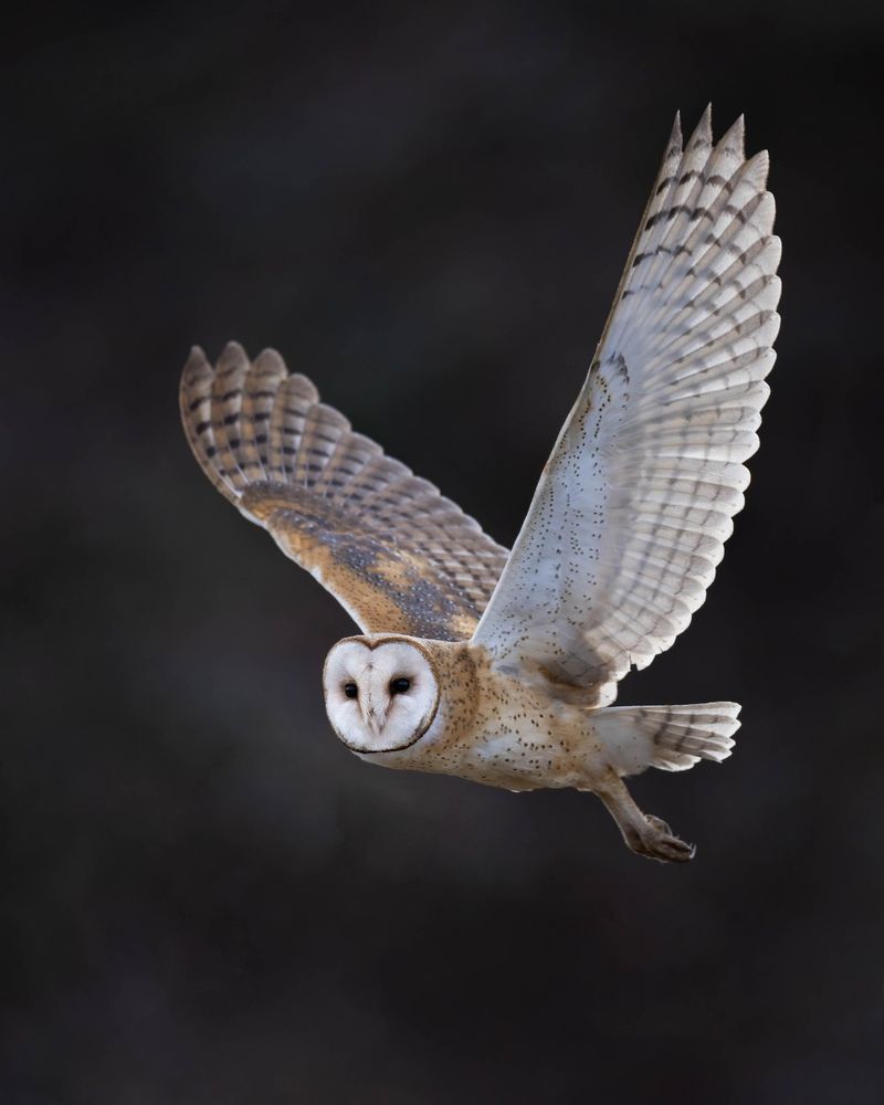 Read The Visit As A Sign Prey Is Nearby