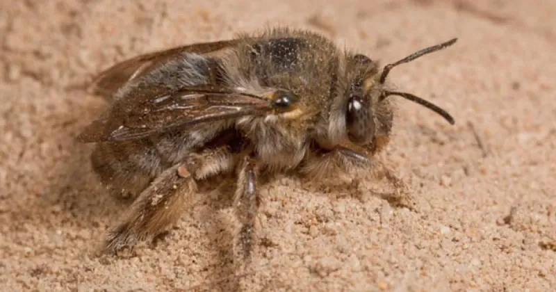 Read Tiny Holes As Solitary Bee Nests Read Tiny Holes As Solitary Bee Nests
