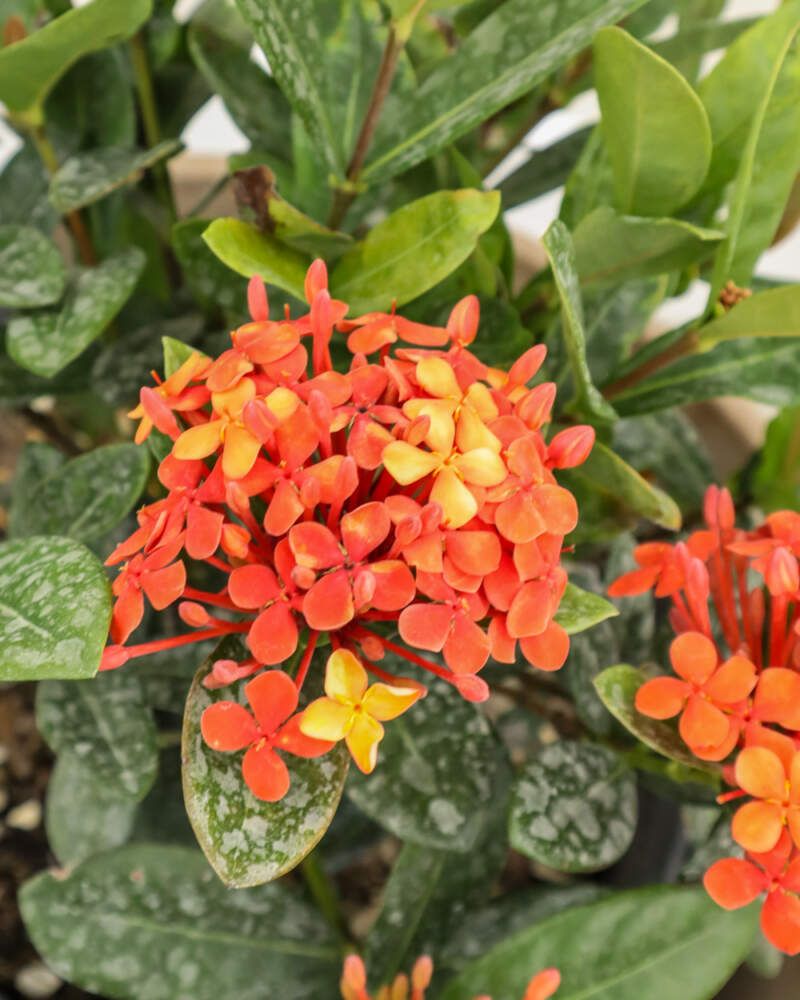 Read Yellow New Leaves Before Reaching For Fertilizer