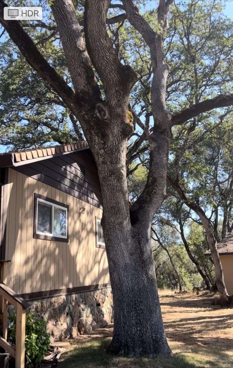 Read Your City Tree Ordinance