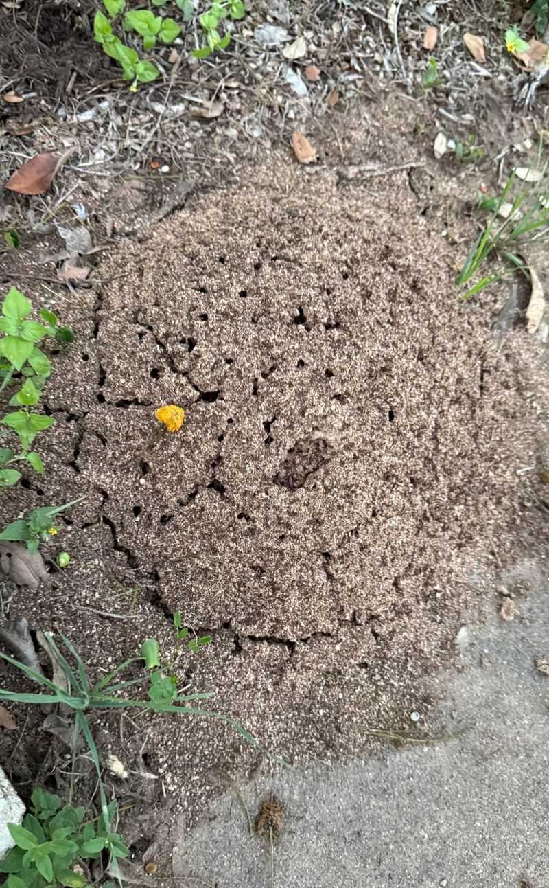 Reapply Treatment If Mounds Reappear Within Weeks