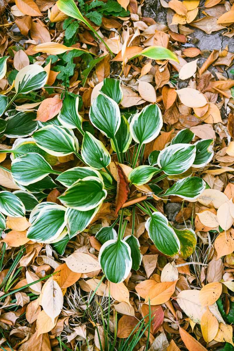 Reasons Fall Division Often Works Better Reasons Fall Division Often Works Better