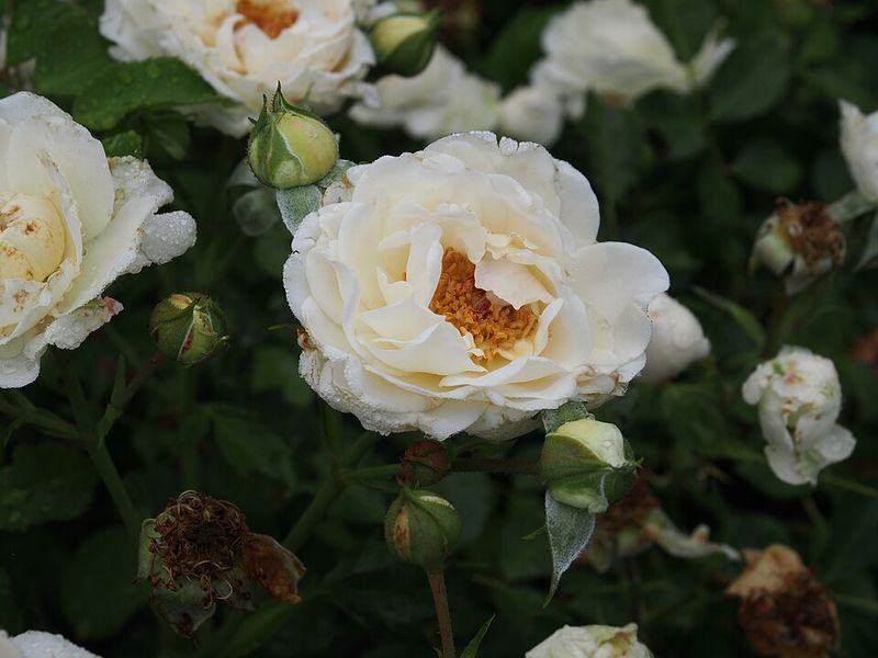 Reblooming Roses Reblooming Roses