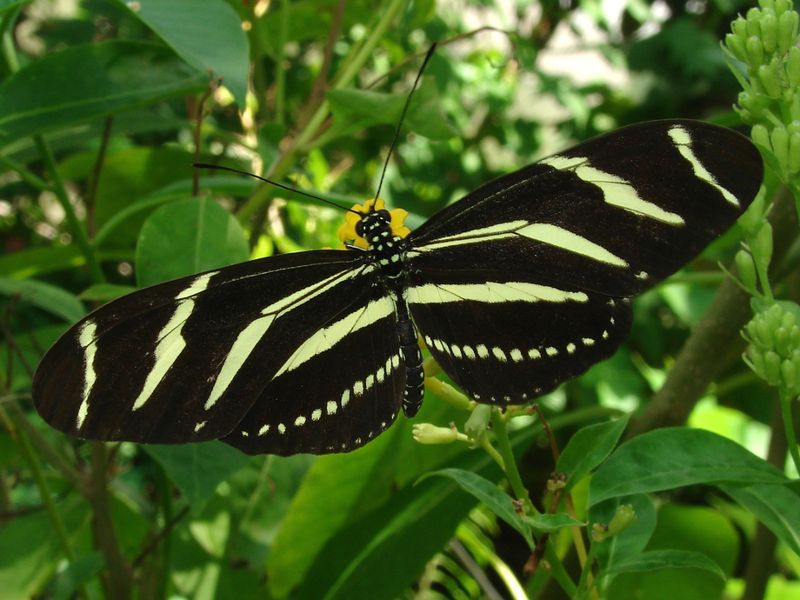 Rebuilding The Whole Life Cycle Gives Those Zebra Stripes A Way Back