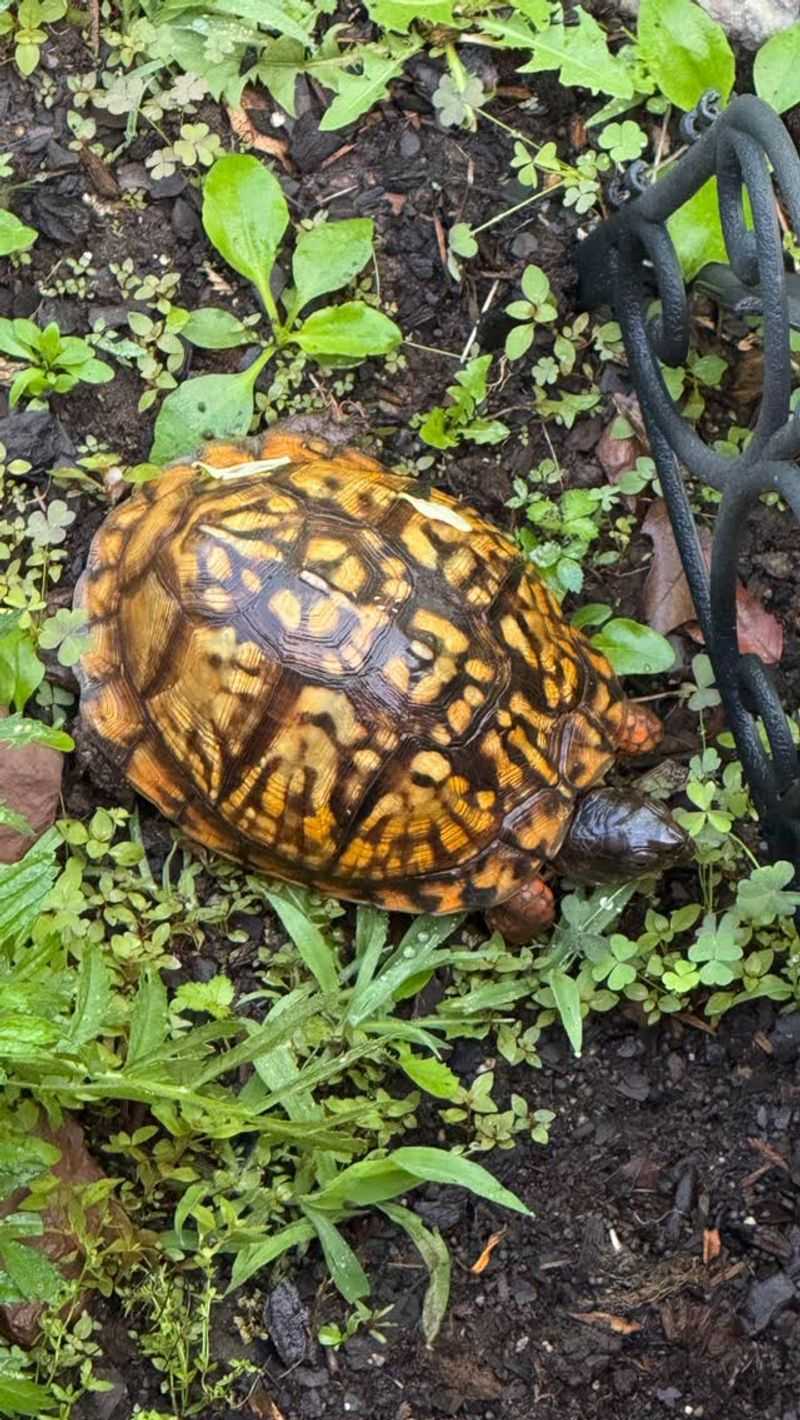 Recent Rain Has Brought Them Out