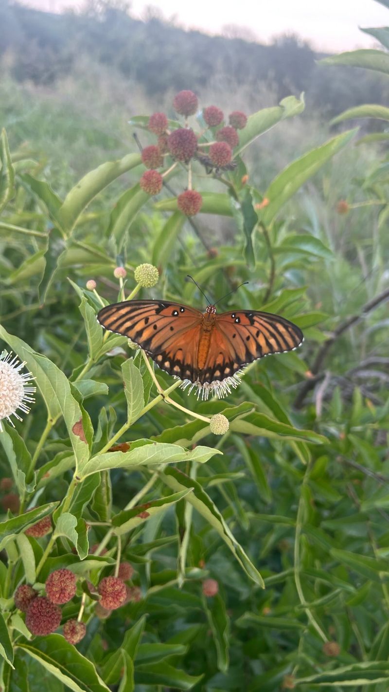 Recent Rain May Have Boosted Butterfly Activity Recent Rain May Have Boosted Butterfly Activity