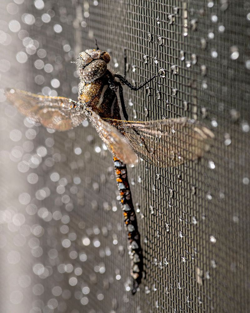 Recent Rain Or Humidity Can Trigger Temporary Increases Recent Rain Or Humidity Can Trigger Temporary Increases