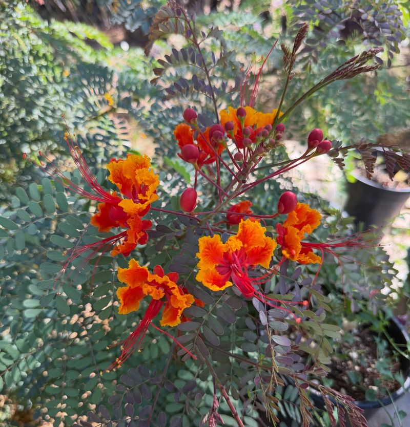 Recently Planted Shrubs Need Closer Attention Recently Planted Shrubs Need Closer Attention