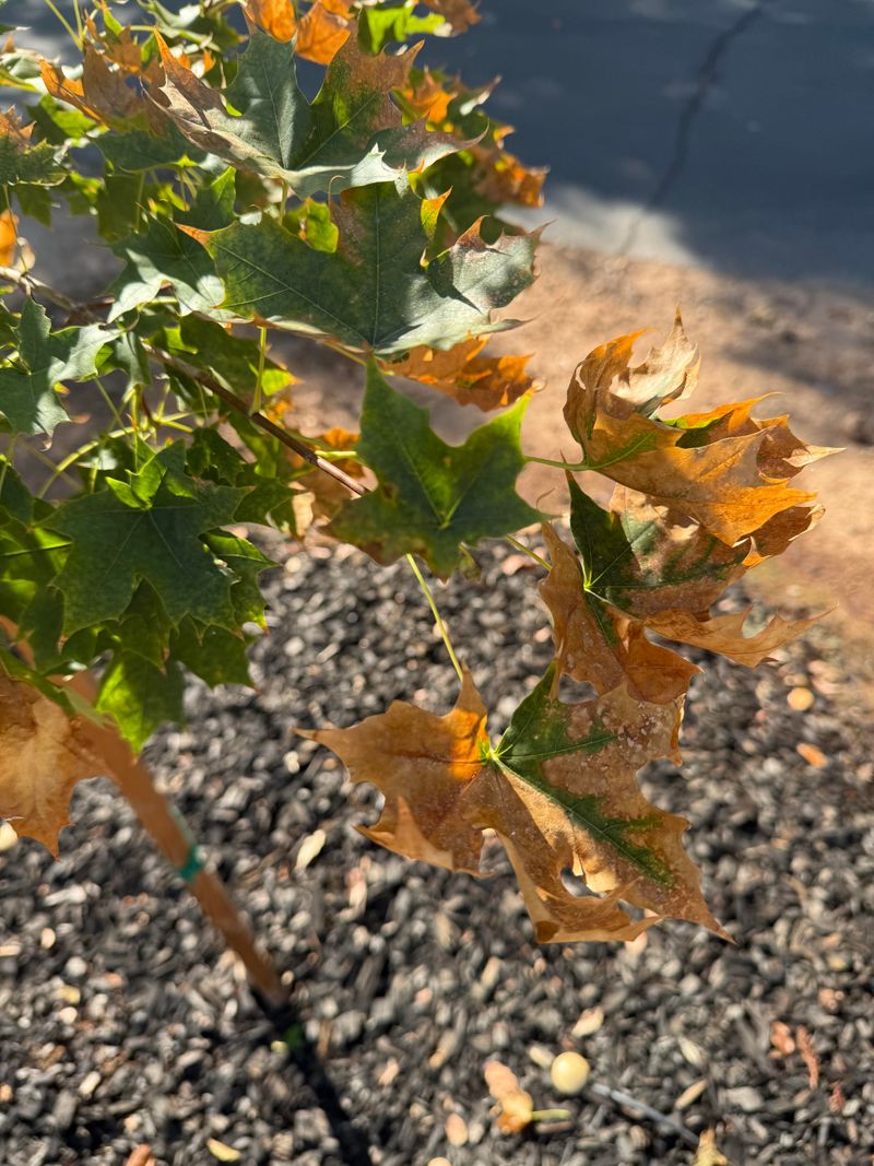 Recently Planted Trees Have Fewer Established Roots
