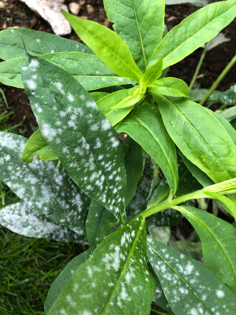 Recognize The Early Signs On Phlox Leaves