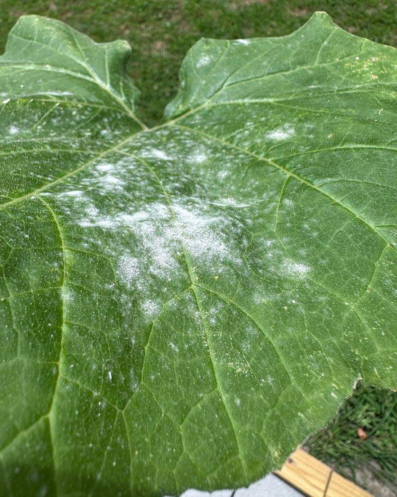 Recognize White Powder As Fungal Growth