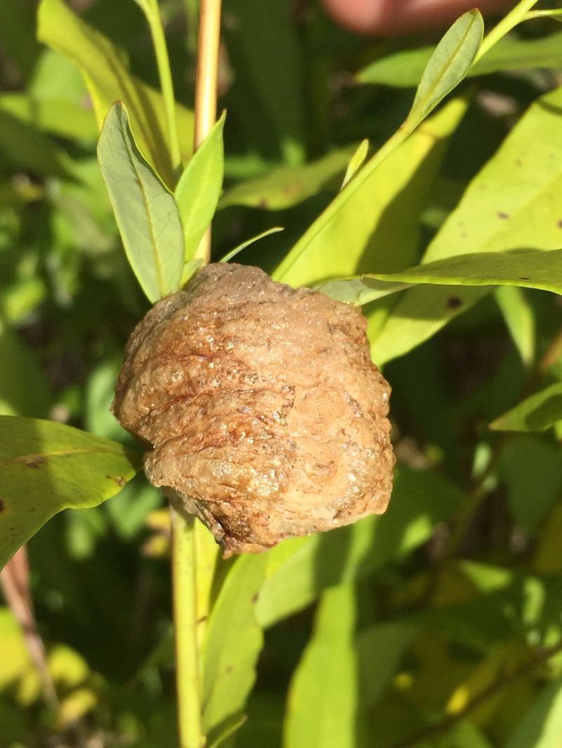 Recognizing Mantid Egg Cases Can Help Protect The Next Generation