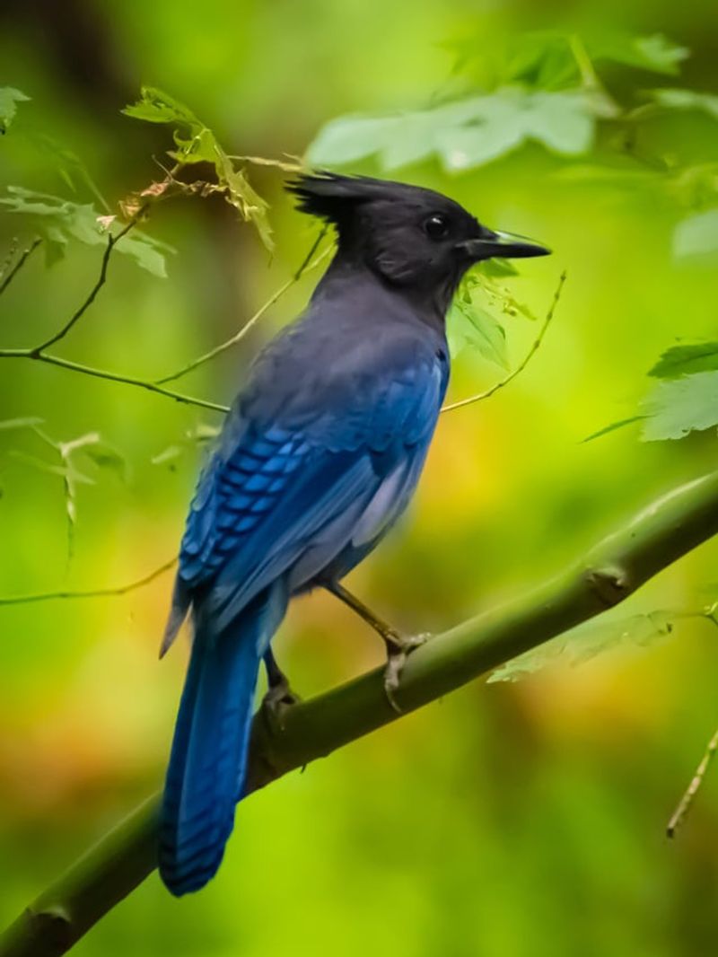 Recognizing Normal Versus Concerning Blue Jay Vocal Patterns