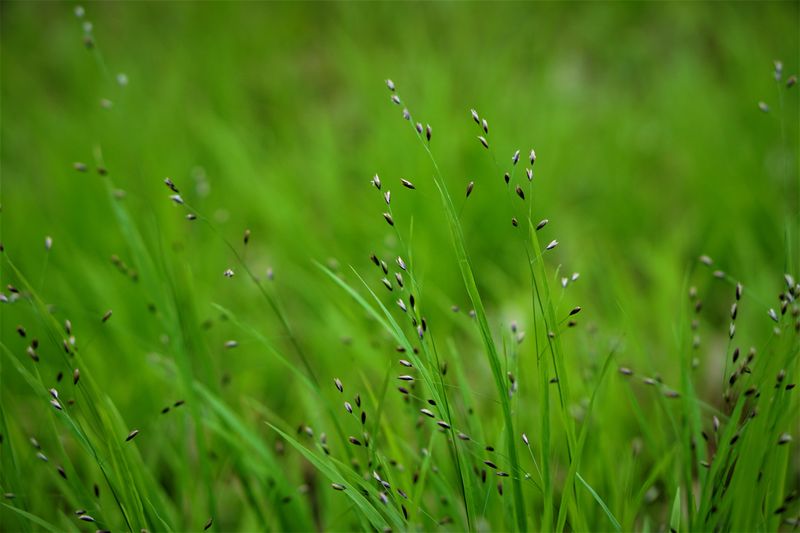 Recognizing Why Crabgrass Seeds Drop Now