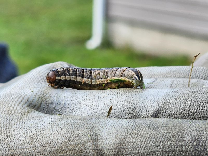 Recovering Your Lawn After An Armyworm Outbreak