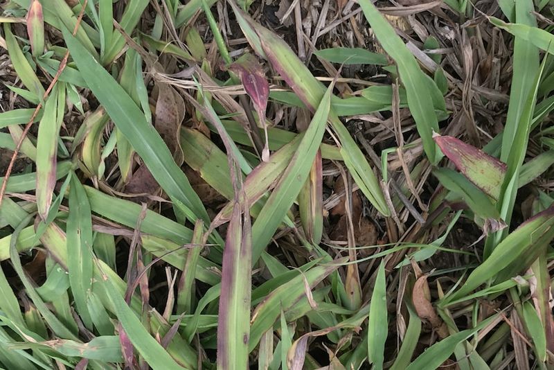 Red And Purple Streaks Can Reveal Trouble Before The Lawn Thins