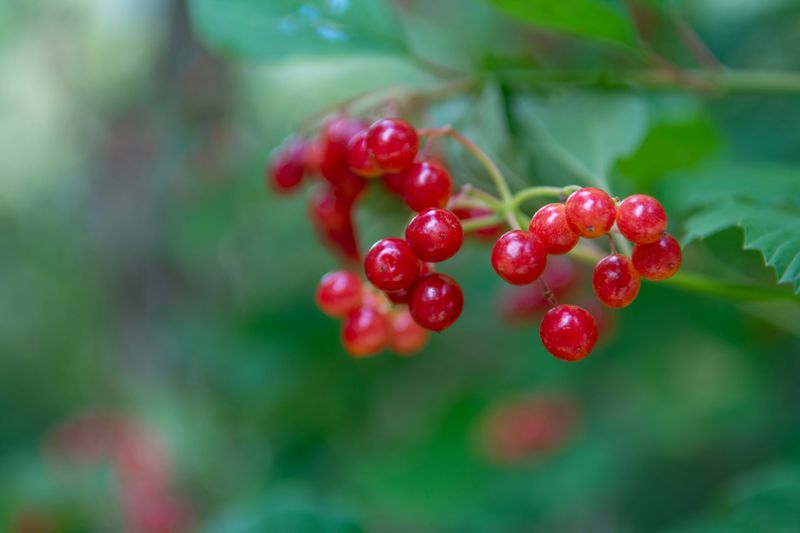 Red Baneberry Red Baneberry