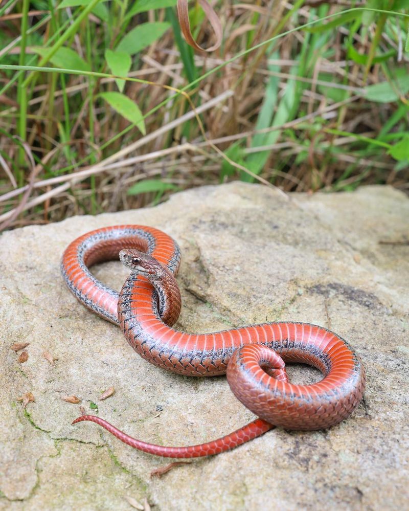 Red-Bellied Snake