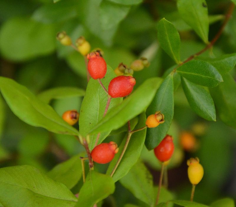 Red Berries Give Birds Another Reason To Visit Red Berries Give Birds Another Reason To Visit