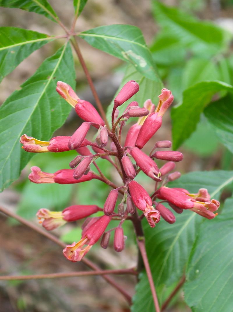 Red Buckeye Stays Compact Under Wires Red Buckeye Stays Compact Under Wires