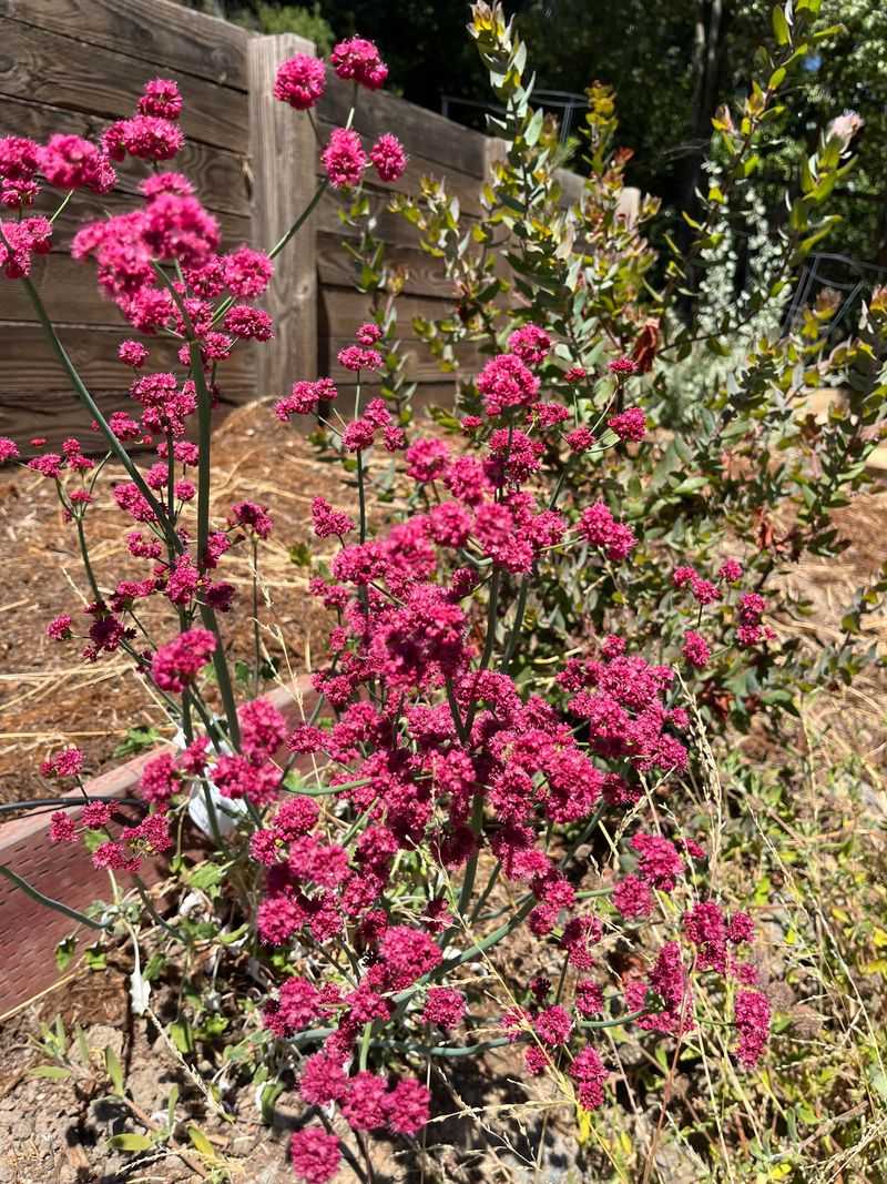 Red Buckwheat Keeps A Low, Spreading Shape Red Buckwheat Keeps A Low, Spreading Shape