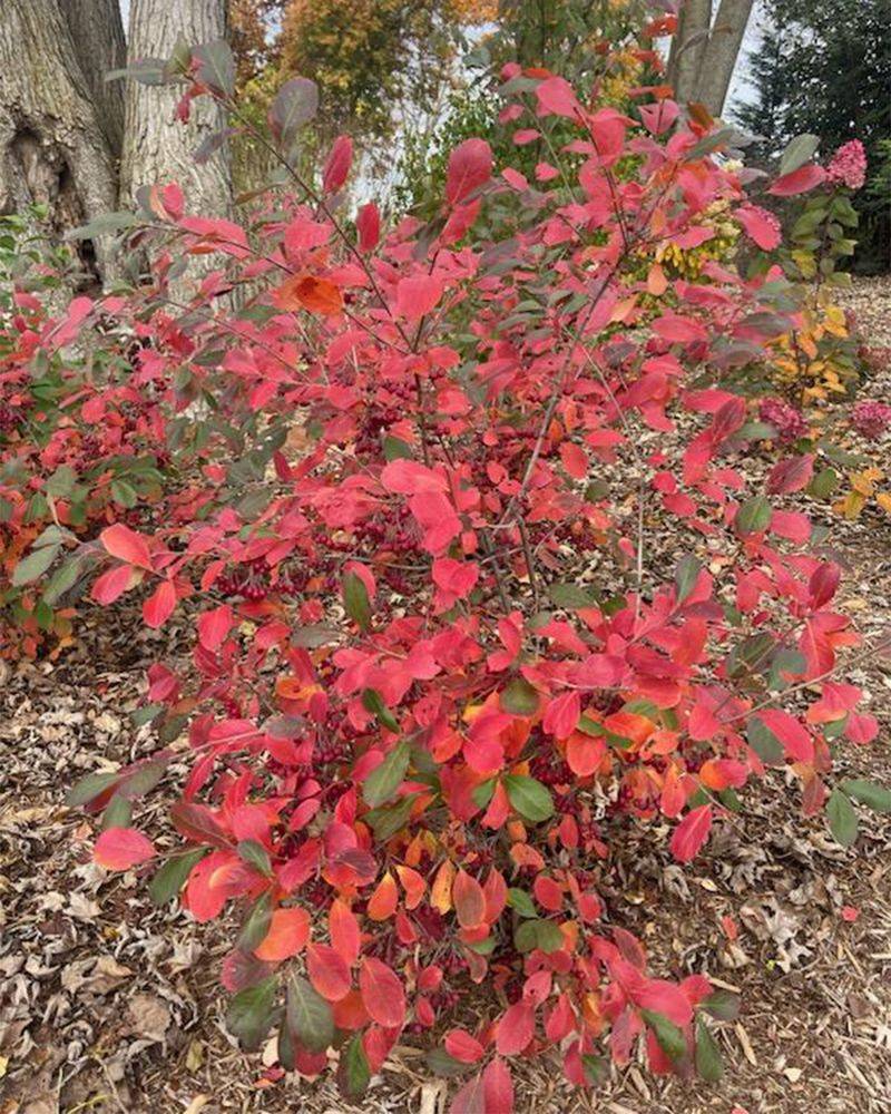 Red Chokeberry Has Time To Build Roots Red Chokeberry Has Time To Build Roots