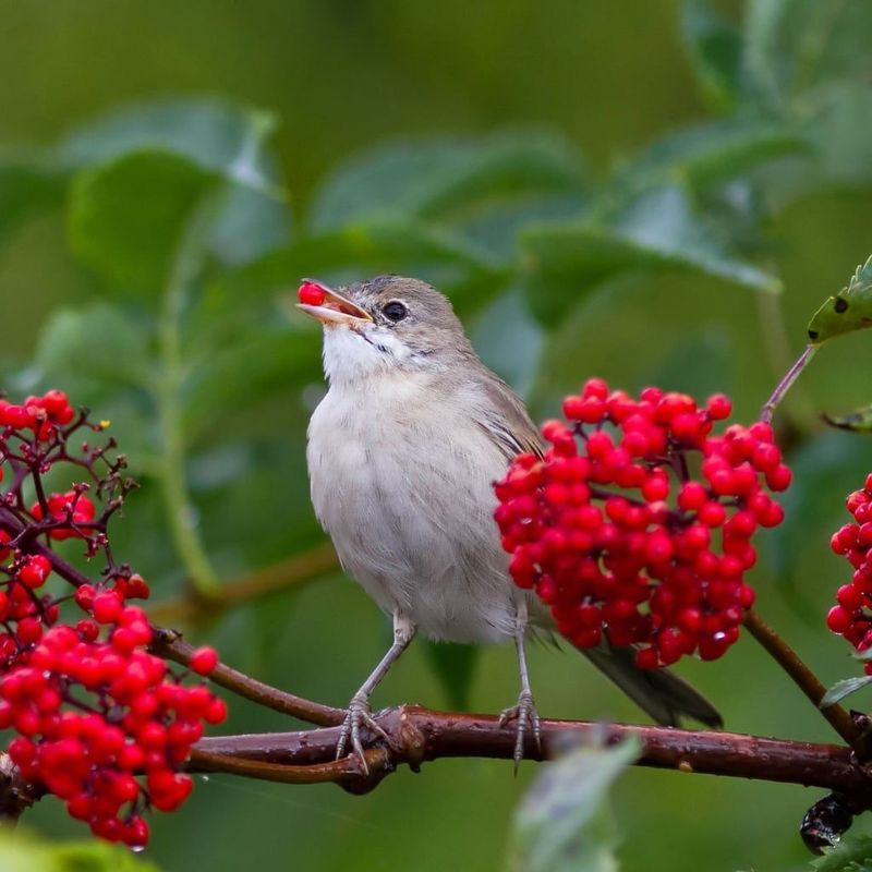 Red Elderberries Feed Birds Before Fall Fully Arrives