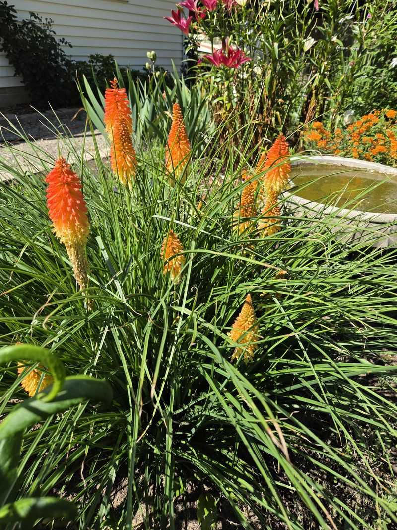 Red Hot Poker Holds Its Shape Through Wet Weather